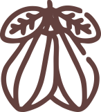 Coco bean icon